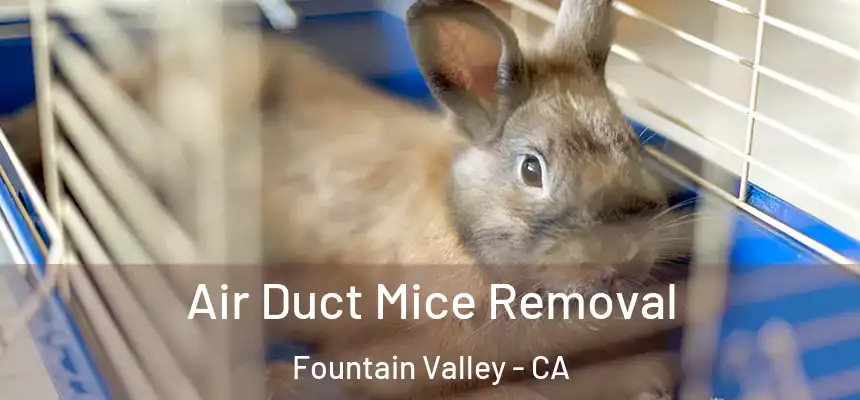  Air Duct Mice Removal Fountain Valley - CA